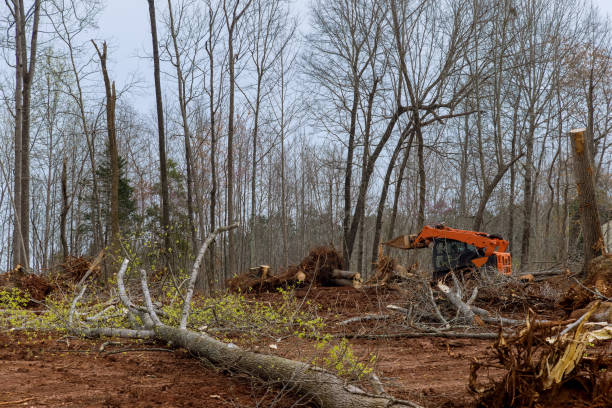 Best Storm Damage Tree Cleanup  in Carthage, MO