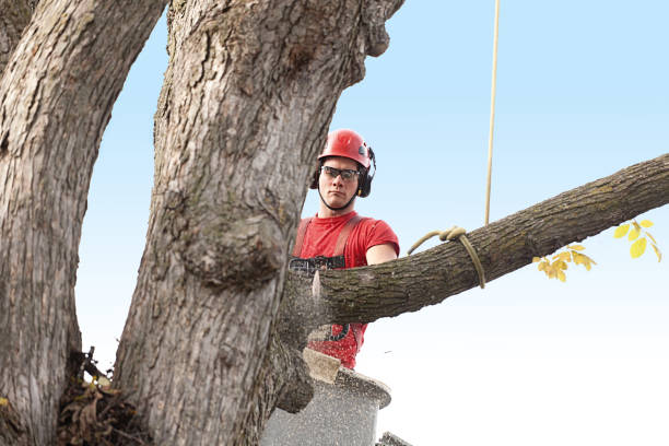 Best Emergency Tree Removal  in Carthage, MO